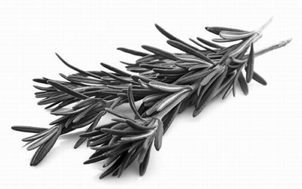 一种名为“迷迭香”的草本植物具有降低血糖和血脂的功效