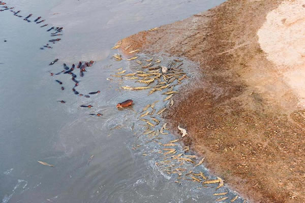 赞比亚南卢旺瓜国家公园震撼上演上百条鳄鱼袭击河马群