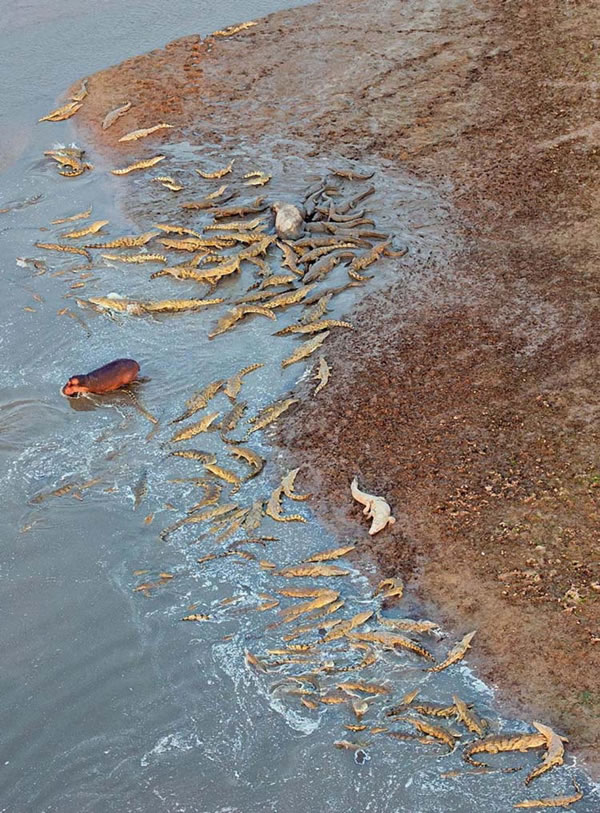 河马通常被认为是一种胆小的动物,显然在面对饥饿的鳄鱼军团时,它们没有战斗的勇气。