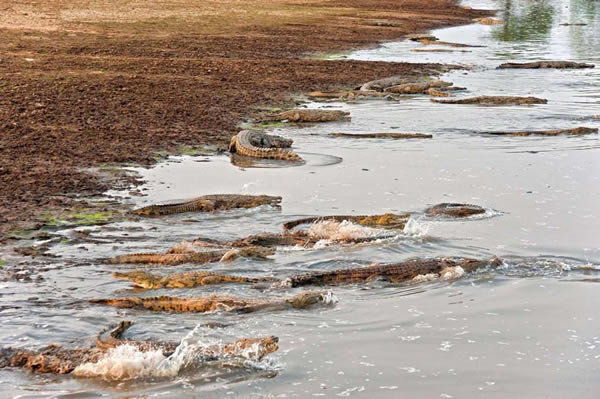 只有当滑翔飞机飞过天空时,鳄鱼群才会产生骚动,这或许让人想起翼龙统治天空的时代。