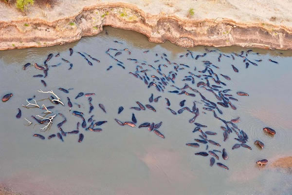 河马群向上游迁徙,试图寻找新的水域应对无情的酷热。