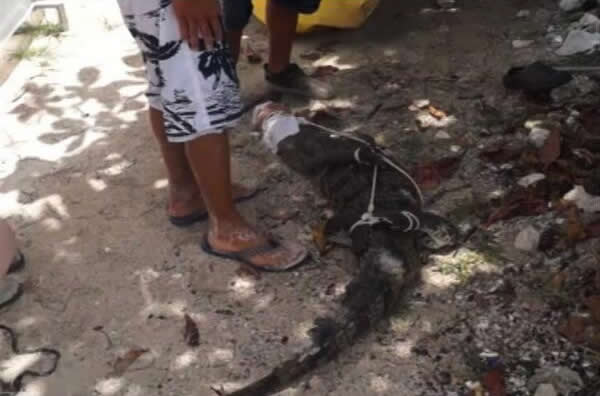 ī�������÷����ɳ̲����һֻ����2�׵�����