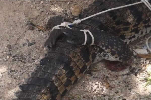 ī�������÷����ɳ̲����һֻ����2�׵�����