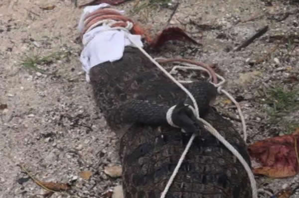 ī�������÷����ɳ̲����һֻ����2�׵�����