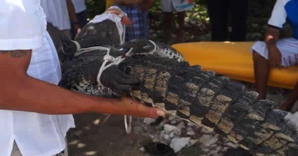 ī�������÷����ɳ̲����һֻ����2�׵�����