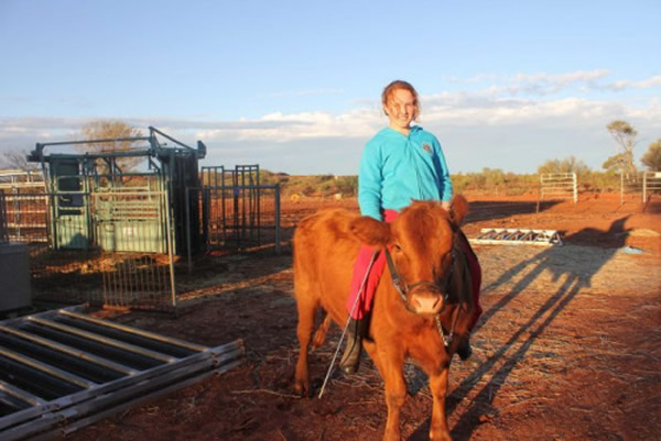 澳大利亚12岁女孩可以像骑马一样骑牛