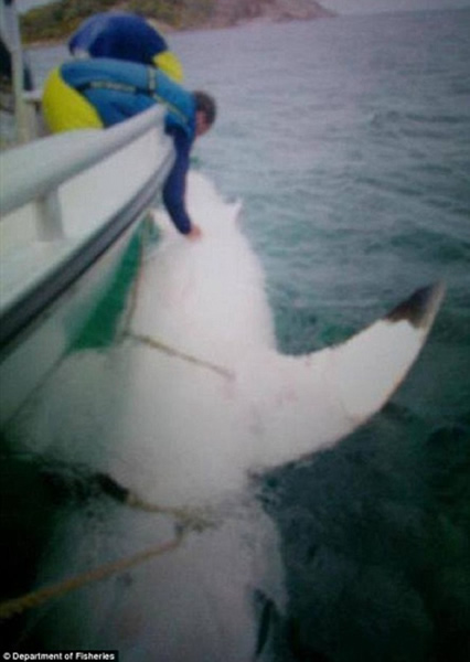 科学家为鲨鱼安装电子标签装置