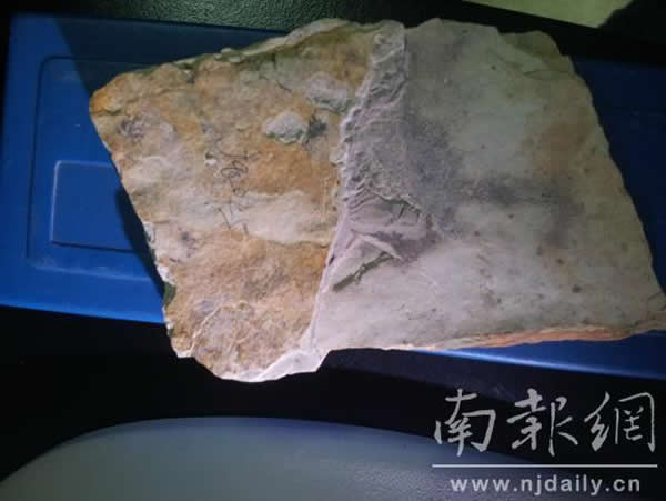 甘肃酒泉发现生活在1.1亿年前的远古蜻蜓——巴依萨昼蜓的化石