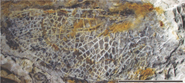 巴依萨昼蜓化石