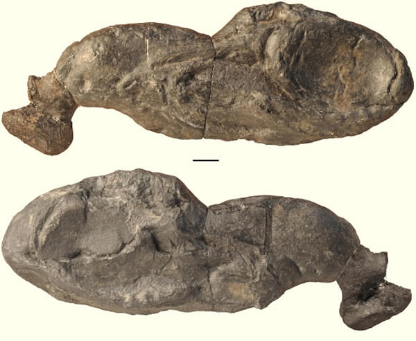 ����������Ozarcus mapesaeͷ�ǻ�ʯ