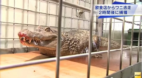 脱逃的鳄鱼长达180公分,被捕后将送往动物园。
