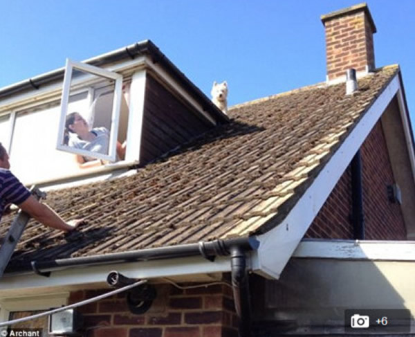 Ӣ��Ӣ����һֻ���ߵذ׹�׷��Ÿ���ݶ�ȴ�²���