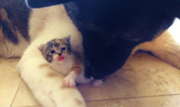 ����һֻ����Ȯ����԰ɢ����ر���С��è���ĺǻ�