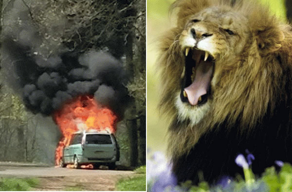 英国:游野生动物园车起火 弃车逃生与狮群近距离接触