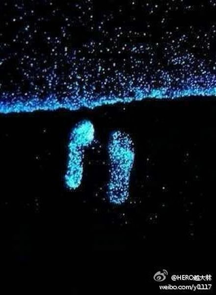 大连出现萤光海滩