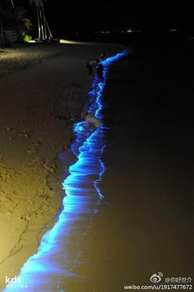 大连出现萤光海滩