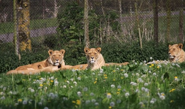 克莱门茨一家三口在狮子园区遇险。