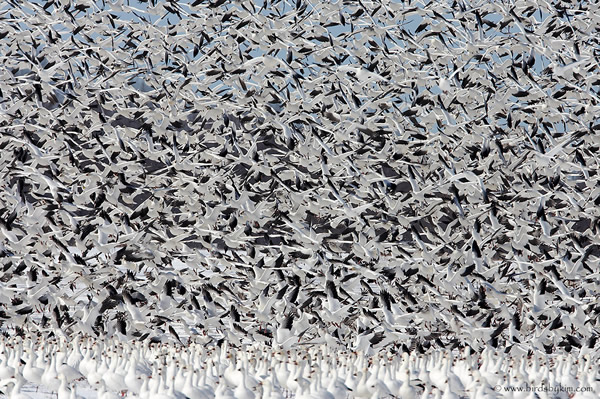 美国宾州成千上万只雪雁和小天鹅迁徙