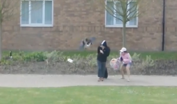 天鹅攻击路过的亚裔学生