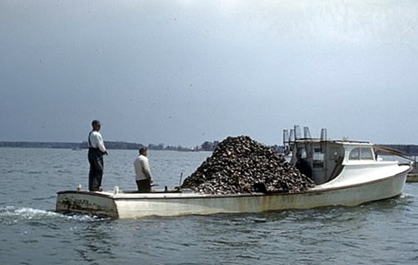 ����Ƥ���������ֻ��������������ͼΪ���ز����׽򺡣