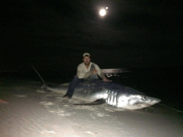 美国佛罗里达州渔民捕获创纪录的365公斤灰鲭鲨