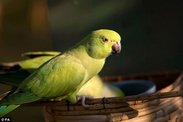 外来物种长尾小鹦鹉惊吓了英国本地的蓝山雀等鸟类