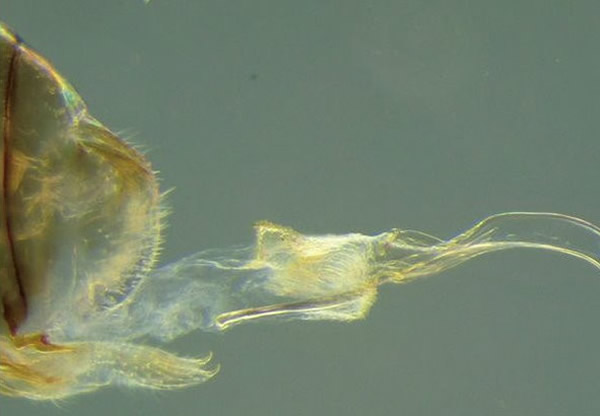 Neotrogla雌虫拥有类似阴茎的器官,可用来跟拥有类阴道的雄虫交配。