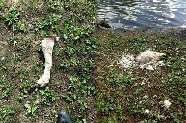 ����ָ������3ֻ�������ն����ʬ