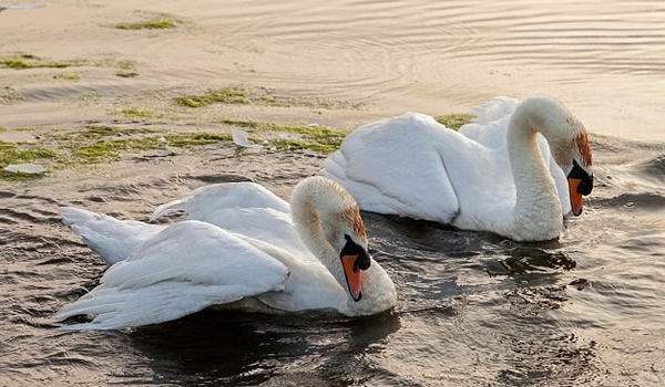 Ӣ�����ڵ�������ӢŮ���ĲƲ�����ɱ���߽����ټ��6���¼�����5ǧ����