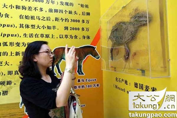 参观者在拍摄产于德国麦索的马化石