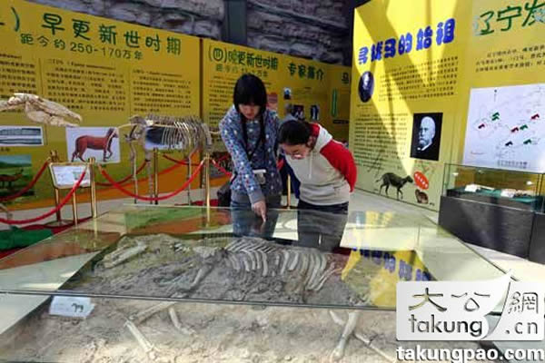 参观者在参观产于中国甘肃的平齿三趾马化石