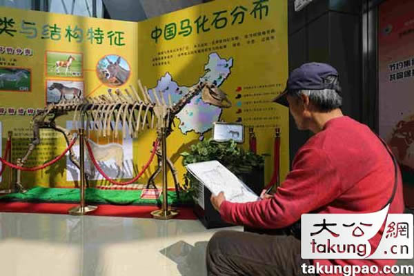 参观者在对产于中国辽宁的普氏野马化石进行速写