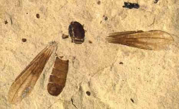 ֱΪMetanephrocerus belgardeae