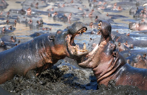 ̹ɣǵĿάҹ԰ͷش5ֵԺչҲɱ