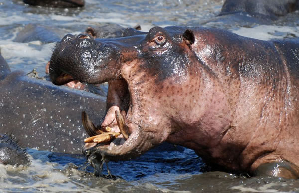 ̹ɣǵĿάҹ԰ͷش5ֵԺչҲɱ