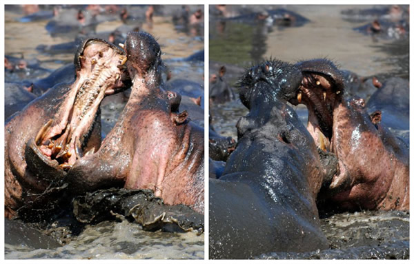 ̹ɣǵĿάҹ԰ͷش5ֵԺչҲɱ