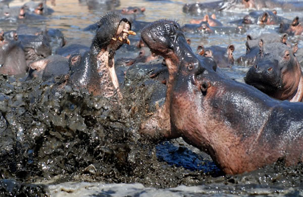 ̹ɣǵĿάҹ԰ͷش5ֵԺչҲɱ