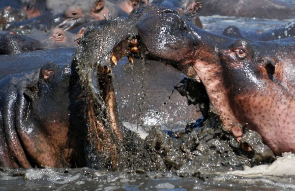 ̹ɣǵĿάҹ԰ͷش5ֵԺչҲɱ