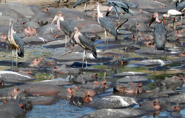 ̹ɣǵĿάҹ԰ͷش5ֵԺչҲɱ