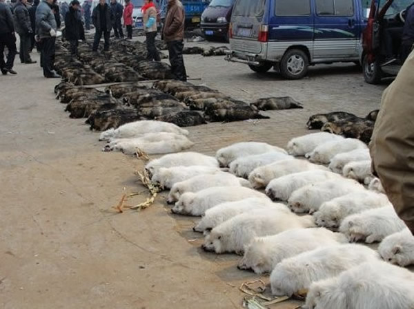 它们的痛,你能体会吗?因为人类的爱慕虚荣,这些狐狸、浣熊们得遭受地狱般的酷刑。