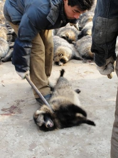 浣熊遭木棍、铁棍敲击头部,甚至多次狠狠重摔在地。