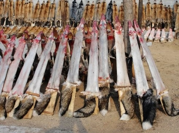 这画面或许血腥残忍,但就算逃避不看,也不代表这一切不曾发生。