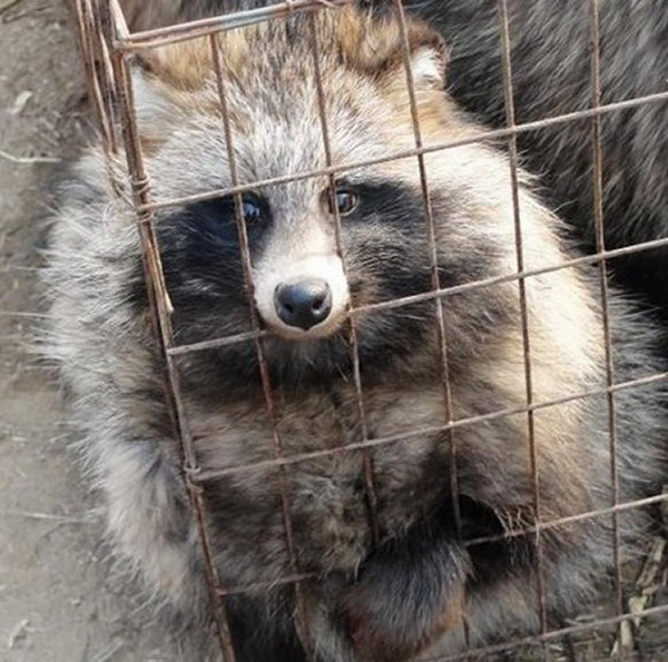 有一身蓬松的毛错了吗?请救救我...