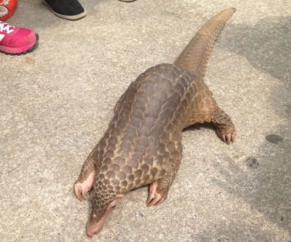 值班人员指穿山甲都是活生生送抵会所,然后宰杀烹制。