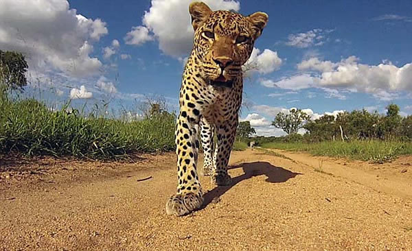 南非美洲豹幼仔迷上管理员设置在丛林中的摄像机