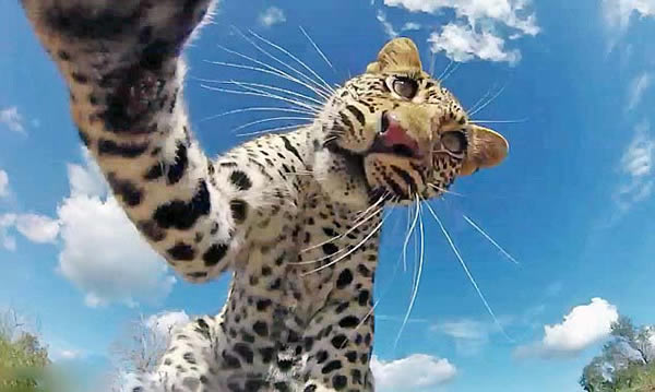 南非美洲豹幼仔迷上管理员设置在丛林中的摄像机