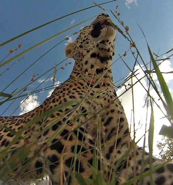 南非美洲豹幼仔迷上管理员设置在丛林中的摄像机