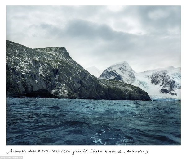 南极洲象岛(Elephant Island)5500岁的苔藓。