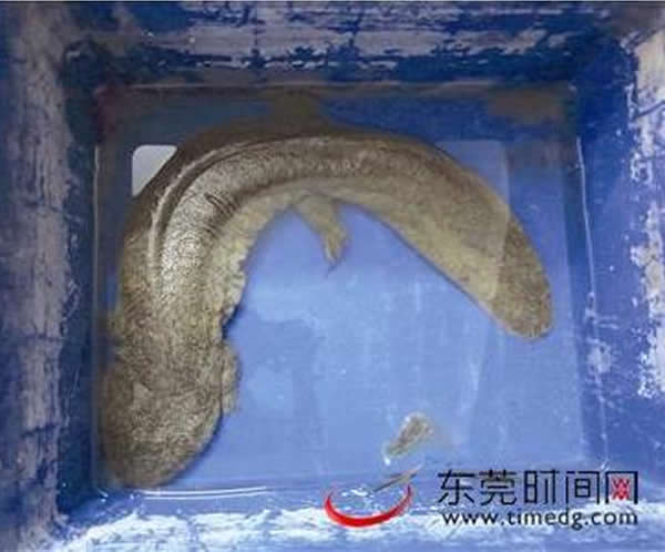 �㶫��ݸ����ȥˮ�����׽��һ��������