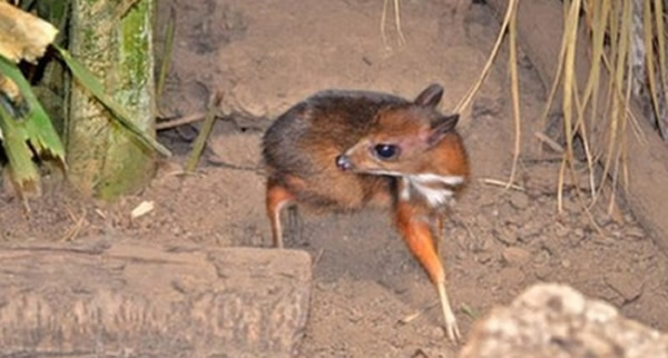 爪哇鼷鹿出生在西班牙南部的丰希罗拉市动物园内